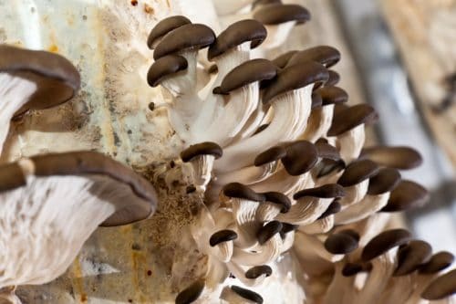 Culture automatisée de champignon à partir de la récupération de marc de  café par Valentin-Coquant — KissKissBankBank